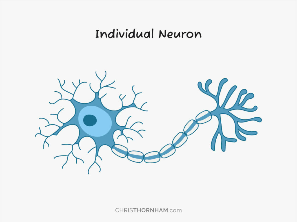 Individual Neuron Drawing