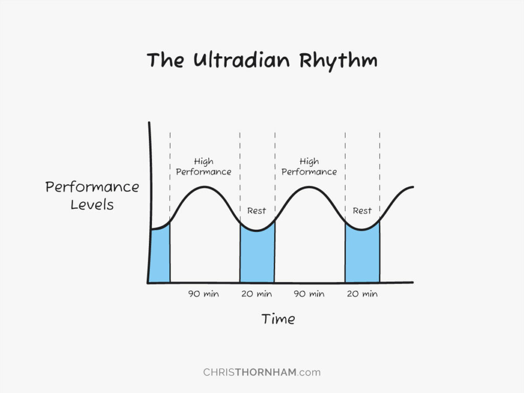 Ultradian Rhythm Illustration